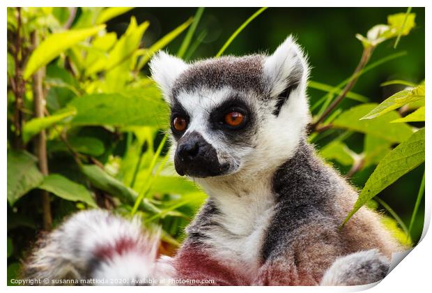 close-up  of a lemur of Madagascar Print by susanna mattioda