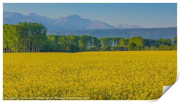 a field of yellow rapeseed flowers in Italy Print by susanna mattioda