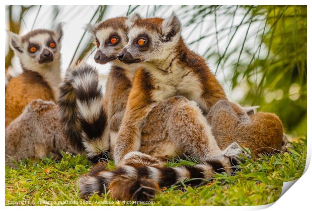 a male lemur hugs his female Print by susanna mattioda