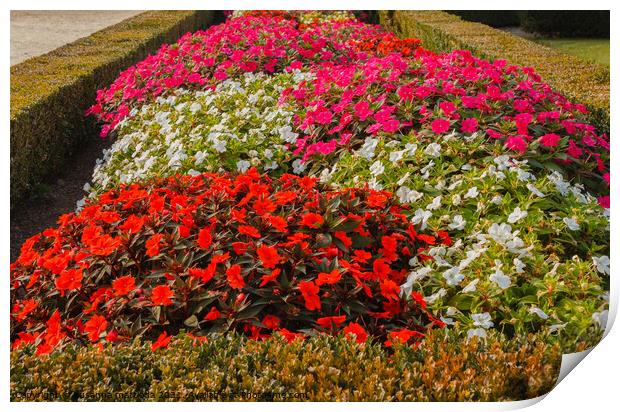 colorful road of new guinea flowers in a garden Print by susanna mattioda