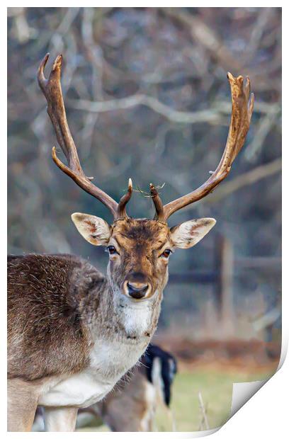 Holkham fallow deer Print by Sam Owen