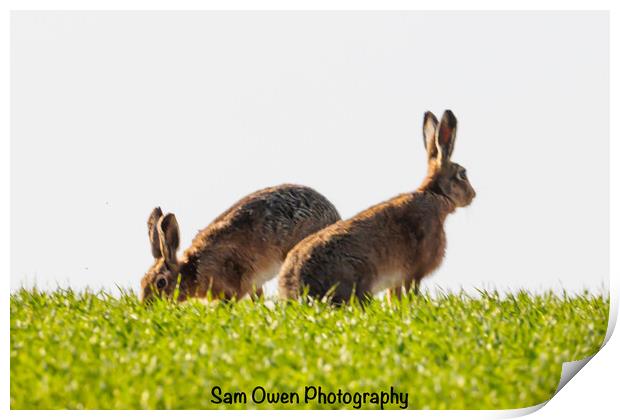 A hares standing on top of a grass hill.  Print by Sam Owen