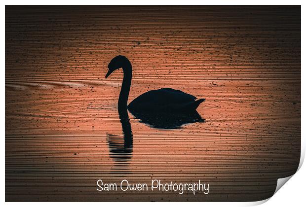 Swan at sunset  Print by Sam Owen