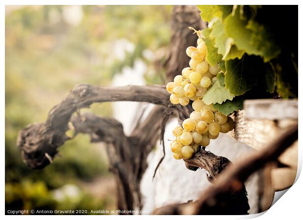 Bunch of white grapes in the vineyard  Print by Antonio Gravante