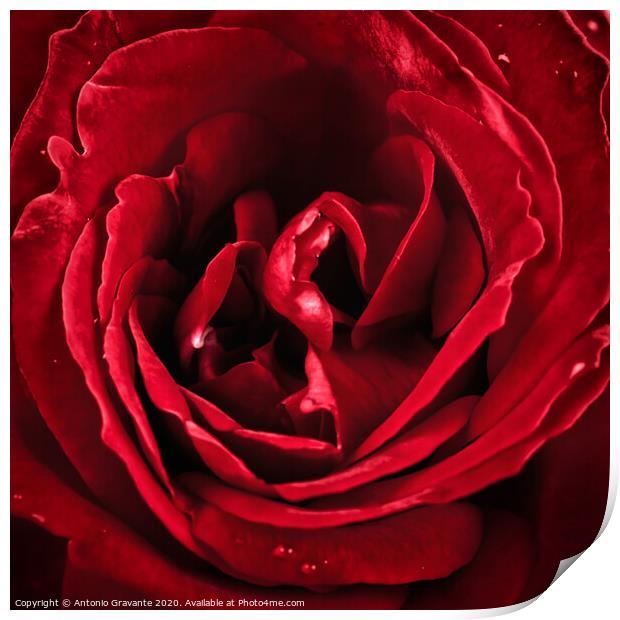 Macro of red rose Print by Antonio Gravante