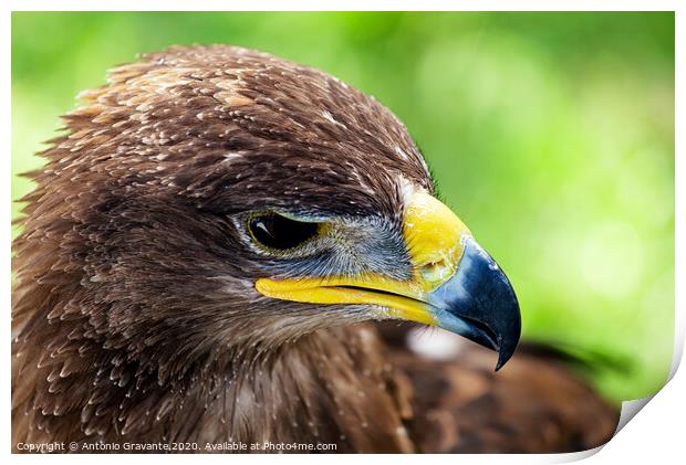 Golden eagle close up Print by Antonio Gravante