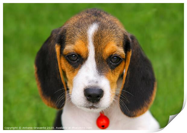 Cute Beagle puppy  Print by Antonio Gravante
