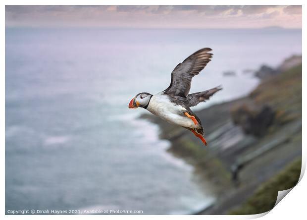Puffin in flight  Print by Dinah Haynes