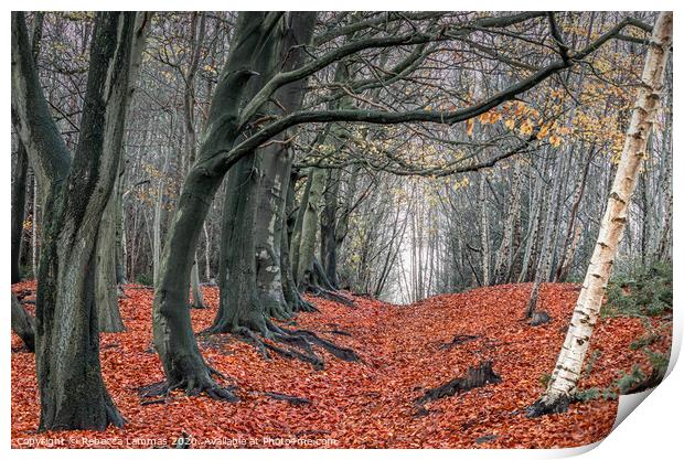 Autumn Woods Kelsall Hill, Delamere Forrest Print by Rebecca Lammas