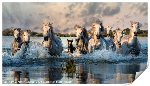Camargue Horses galloping through water Print by Marketa Zvelebil