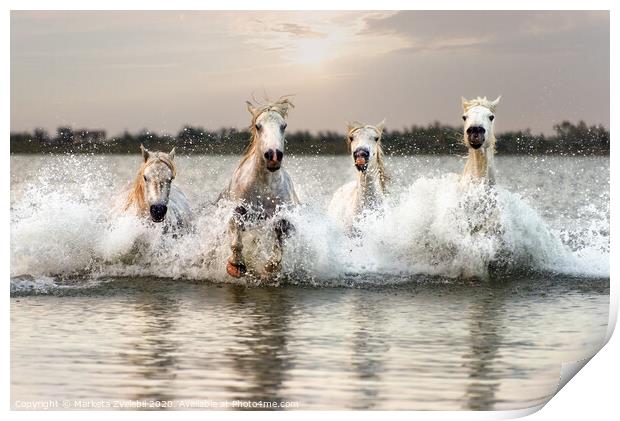 Through water horses gallop Print by Marketa Zvelebil