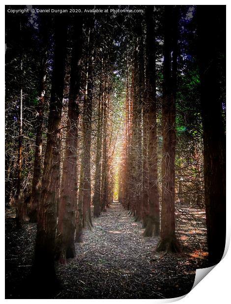 Colonnade in the Ashridge Forest Print by Daniel Durgan