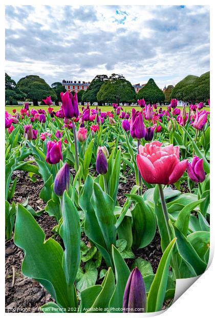 Tulips at Hampton Court Palace Print by Hiran Perera