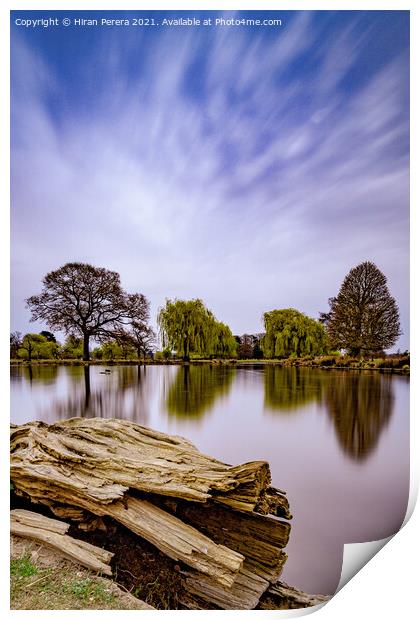 Pond Bushy Park Print by Hiran Perera