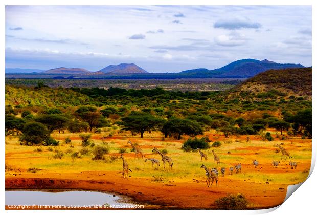 Giraffe and Zebra at Waterhole, Kenya Print by Hiran Perera