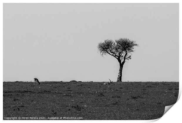Lone Acacia Tree with Thomson's gazelle, Maasai Mara, Kenya Print by Hiran Perera