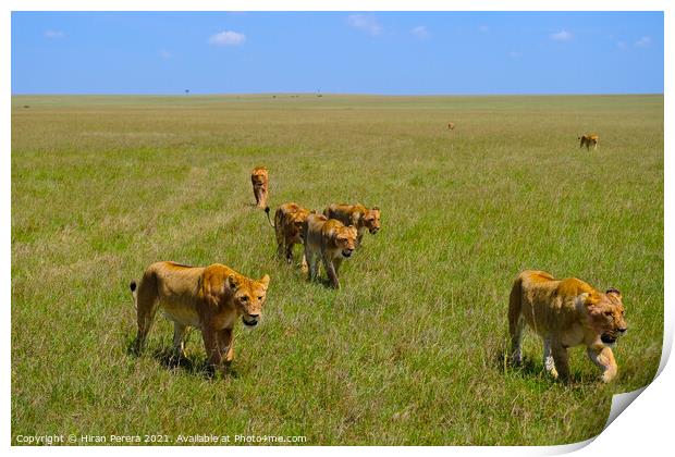 A Pride of Lions Walking in the Masai Mara, Kenya Print by Hiran Perera