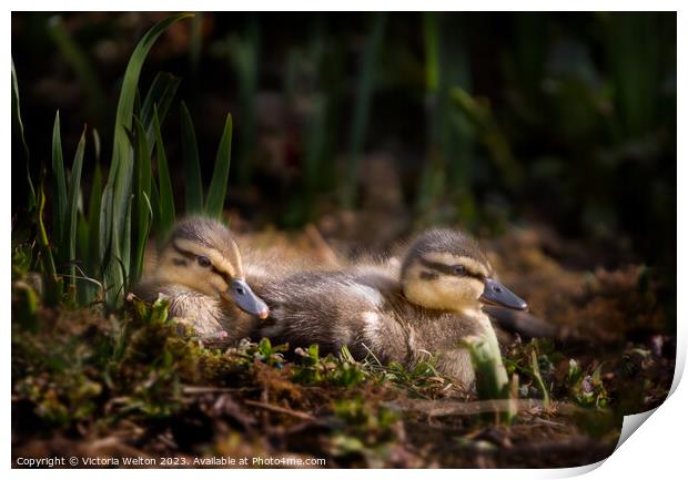 Two Nestling Ducklings Print by Victoria Welton