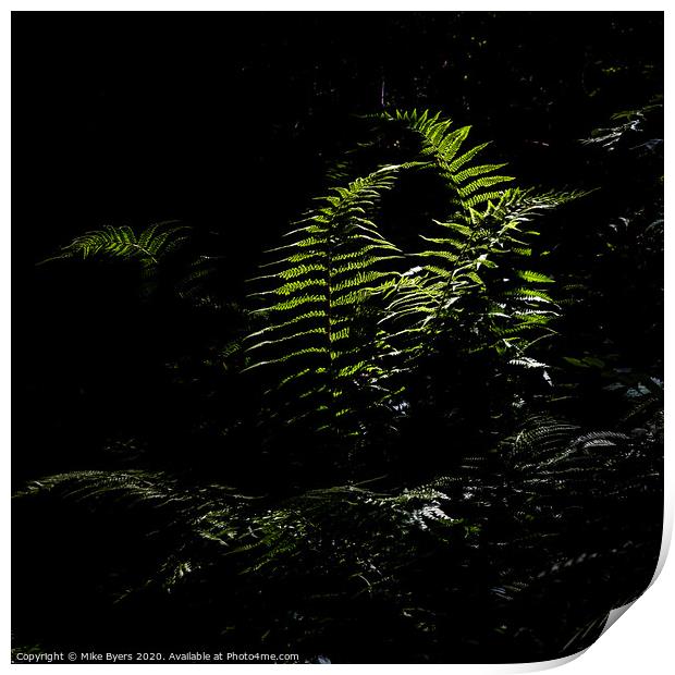 Sun-kissed Ferns Print by Mike Byers