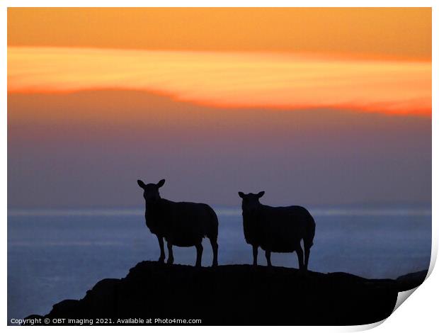 Sunset Sheep Silhouette Print by OBT imaging