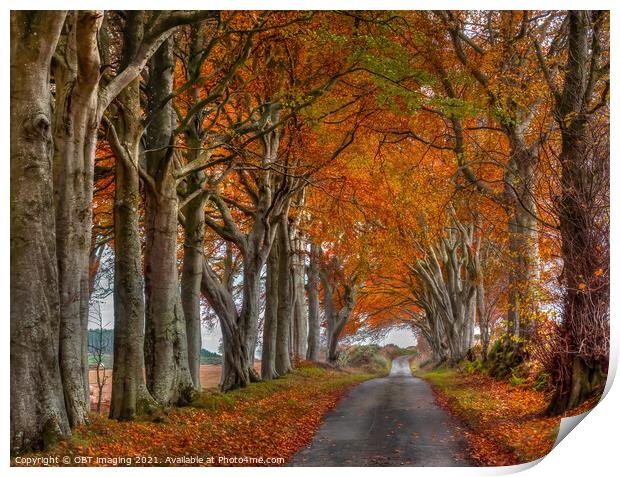 Late Autumn Beech Tree Avenue October Road Gold Rural Scotland Print by OBT imaging