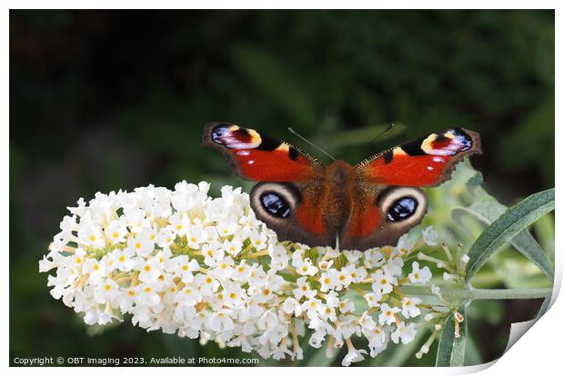 Peacock Butterfly & White Buddleia Print by OBT imaging