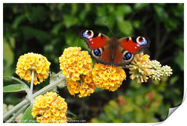 Peacock Butterfly & Yellow Buddleia Print by OBT imaging