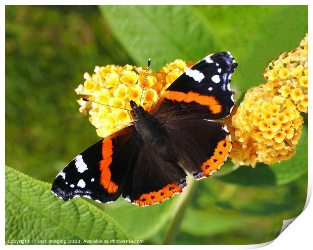 Red Admiral Butterfly & Yellow Buddleia Print by OBT imaging