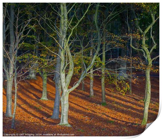 Woodland Walk Autumn Winter Beech Tree Woods Print by OBT imaging