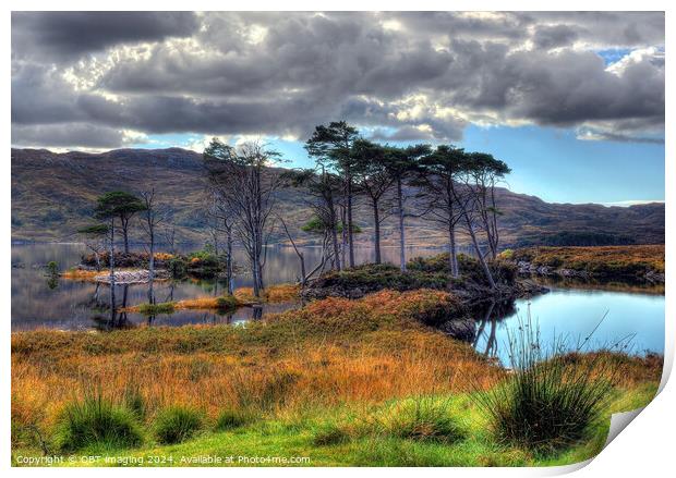 Loch Assynt Pine Trees Late Autumn Scottish Highlands Print by OBT imaging