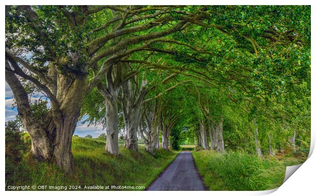 Beech Tree Avenue Nature Arcade Print by OBT imaging