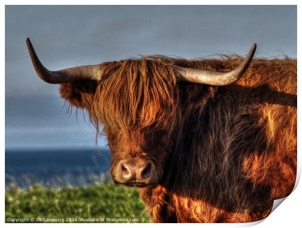Highland Cow Coo Called Whisky Scottish Highlands Print by OBT imaging