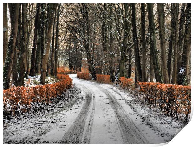 Olde Beech Hedge Drive In Winter Scotland Print by OBT imaging