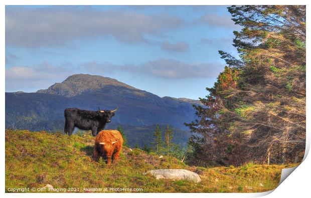 Black And Tan Highland Cattle On The Mountain Print by OBT imaging