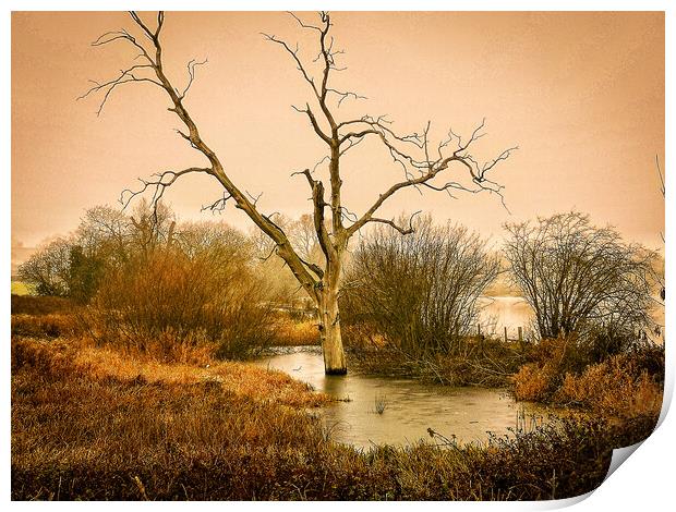 Lone Tree Boddington Reservoir Print by Michelle Bowler
