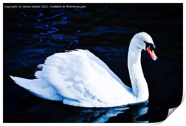 Graceful Swan Print by James Davies
