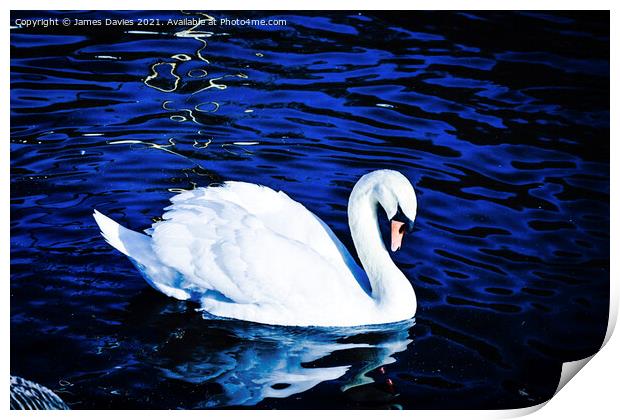 Beautiful Swan Print by James Davies