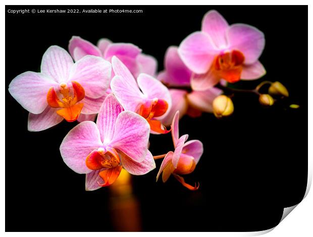Orchid Print by Lee Kershaw