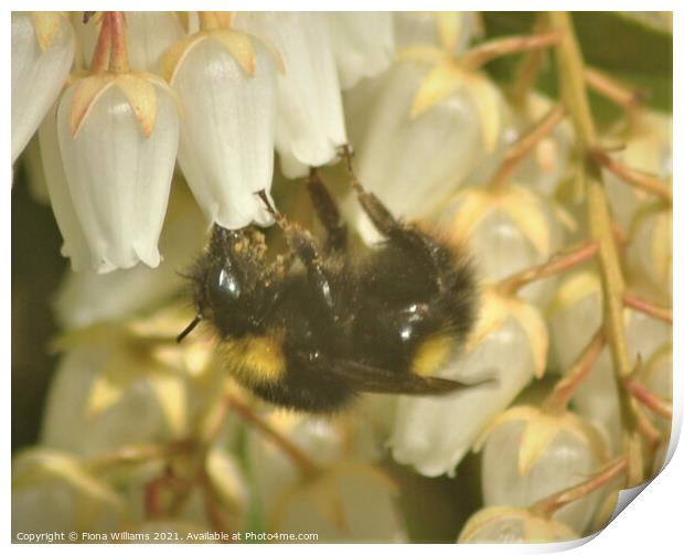Bee collecting pollen Print by Fiona Williams