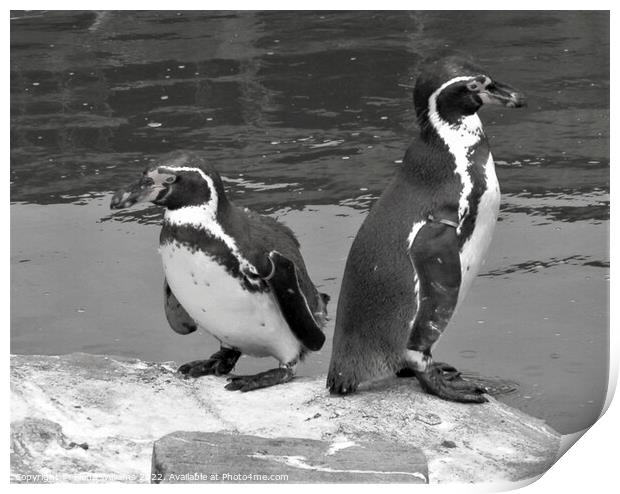 Two penguins in black and white Print by Fiona Williams