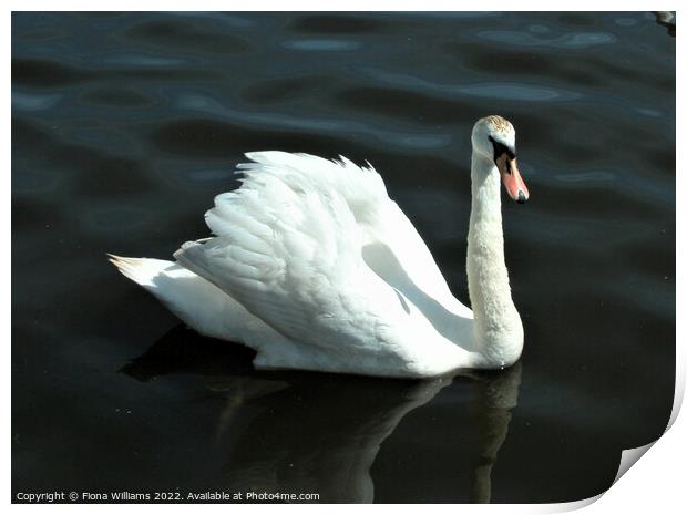 Single Swan on the water Print by Fiona Williams