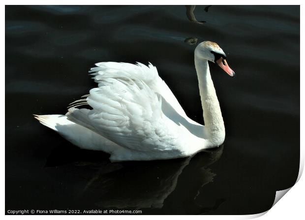 Beautiful Swan Print by Fiona Williams