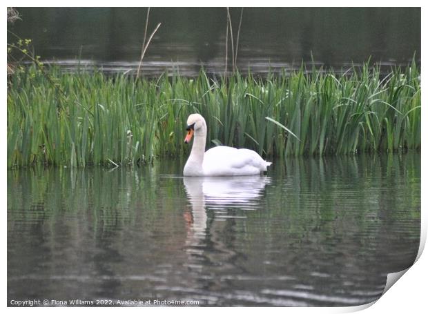 Swan on the water Print by Fiona Williams
