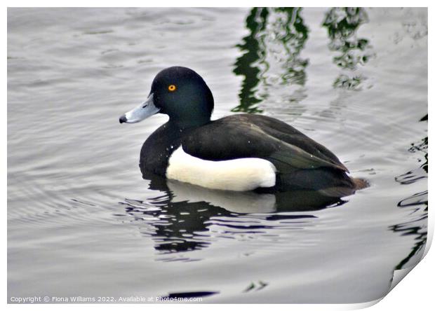 Black and white duck Print by Fiona Williams