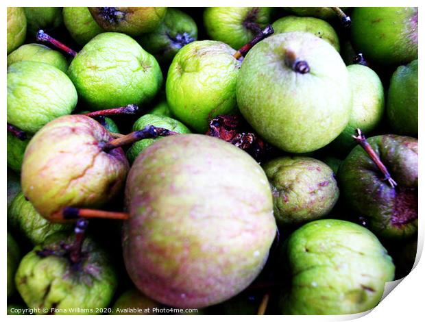 Fallen Apples at the foot of the tree in Freuchie Print by Fiona Williams