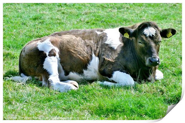 Beautiful cow having a rest on the farm at Sweetheart Abbey Dumfries and  Galloway Print by Fiona Williams