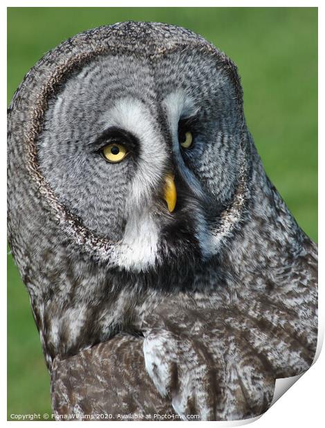 A close up of a Great Grey Owl  Print by Fiona Williams