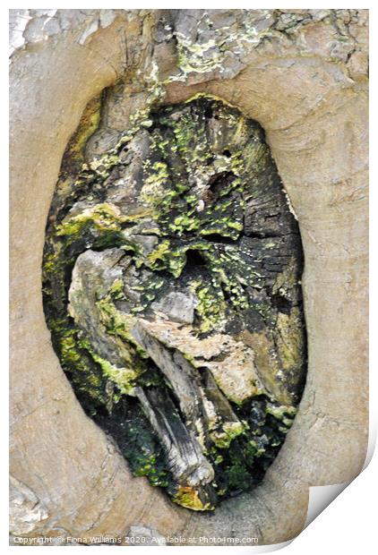 Beautiful abstract pattern in a tree trunk in Cambusnethan woods Print by Fiona Williams