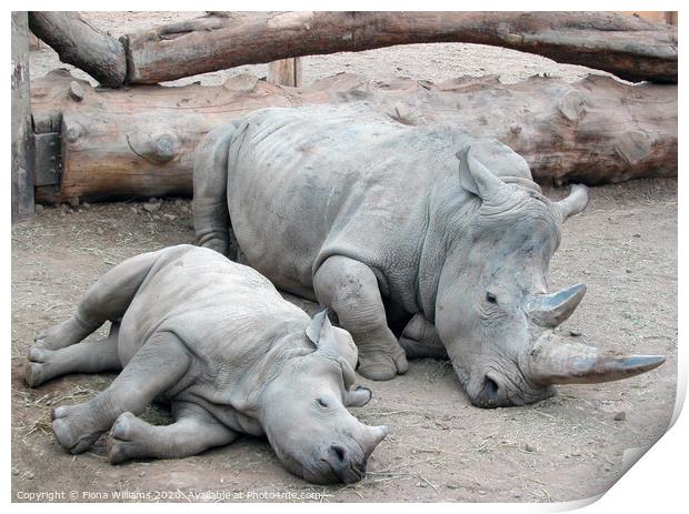 Mum and baby white rhino at Blair Drummond Safari  Print by Fiona Williams