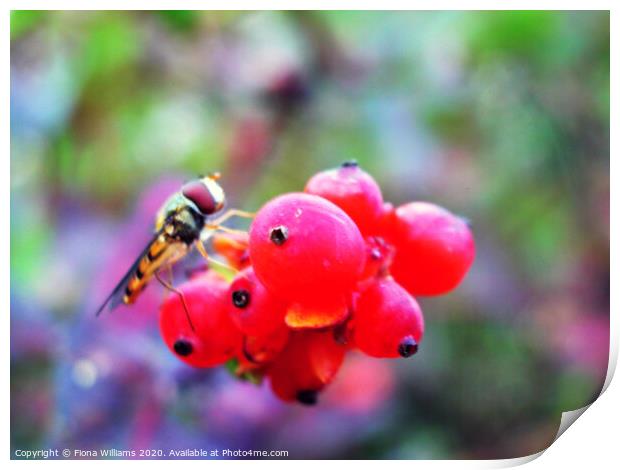 A hoverfly on some berries in a garden in Freuchie Print by Fiona Williams
